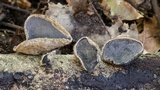 Auricularia nigricans image