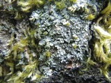 Normandina pulchella image