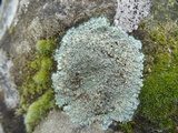 Lecanora muralis image