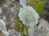 Lecanora muralis image