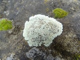Lecanora muralis image
