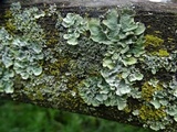 Punctelia jeckeri image