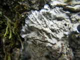 Degelia plumbea image