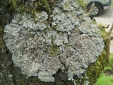 Degelia plumbea image