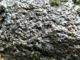 Xanthoparmelia pulla image