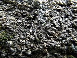 Xanthoparmelia pulla image
