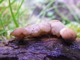 Cudoniella tenuispora image
