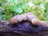 Cudoniella tenuispora image