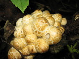 Coprinopsis variegata image