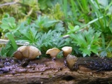 Cudoniella tenuispora image