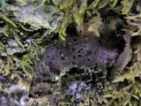 Umbilicaria crustulosa image