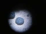 Umbilicaria crustulosa image