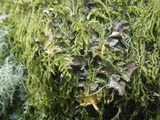Nephroma laevigatum image