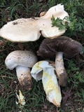 Agaricus arvensis image