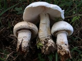 Agaricus arvensis image