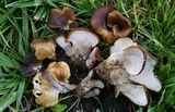 Hohenbuehelia petaloides image
