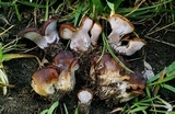 Hohenbuehelia petaloides image
