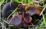Hohenbuehelia petaloides image