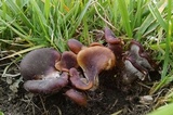 Hohenbuehelia petaloides image