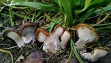 Hohenbuehelia petaloides image