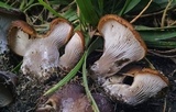 Hohenbuehelia petaloides image