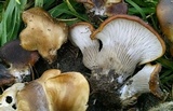 Hohenbuehelia petaloides image