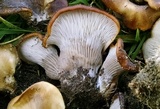 Hohenbuehelia petaloides image