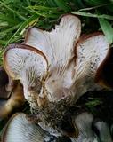 Hohenbuehelia petaloides image