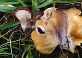 Hohenbuehelia petaloides image