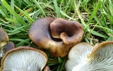 Hohenbuehelia petaloides image