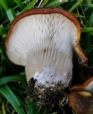 Hohenbuehelia petaloides image
