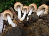 Coprinellus radians image