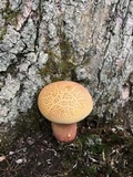 Boletus pallidoroseus image