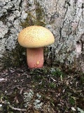 Boletus pallidoroseus image