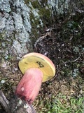 Boletus pallidoroseus image