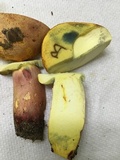 Boletus pallidoroseus image