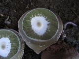 Phallus ravenelii image