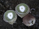 Phallus ravenelii image