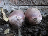 Phallus ravenelii image