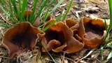 Peziza phyllogena image