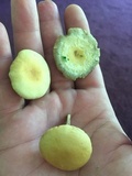 Hypholoma subviride image