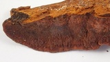 Phellinus gilvus image