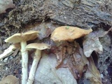 Kuehneromyces marginellus image