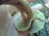 Kuehneromyces marginellus image