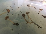 Psathyrella atrospora image