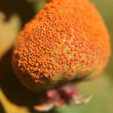 Gymnosporangium libocedri image