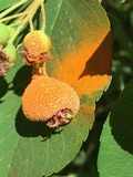 Gymnosporangium libocedri image