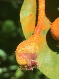 Gymnosporangium libocedri image