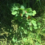 Gymnosporangium libocedri image