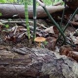 Pholiota subsulphurea image